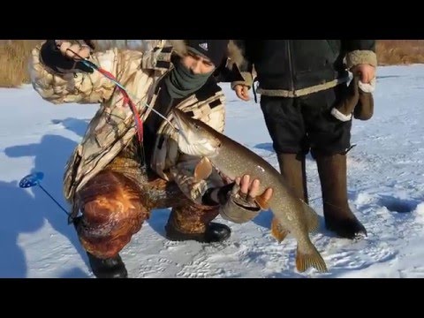 щуки монстры на жерлицу щуки нелюди получай жерлицу