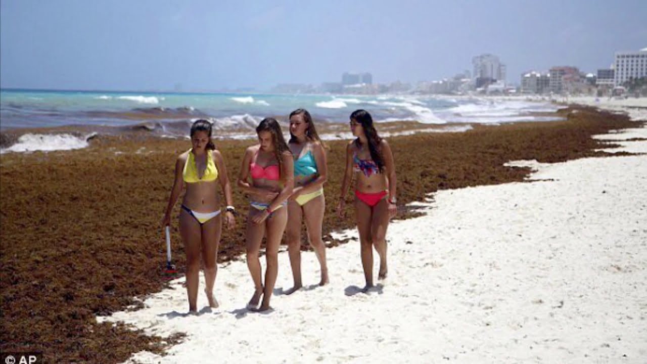 Seaweed Problem in Riviera Maya and Playa del Carmen Beaches 2019 YouTube