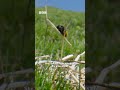 Broomstick riding bee - BBC