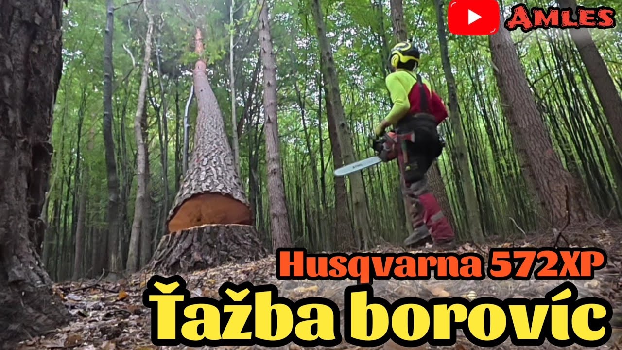 После долгого перерыва мы рубим прекрасные сосны, начинаем небольшой участок, Husqvarna 572XP, Amles