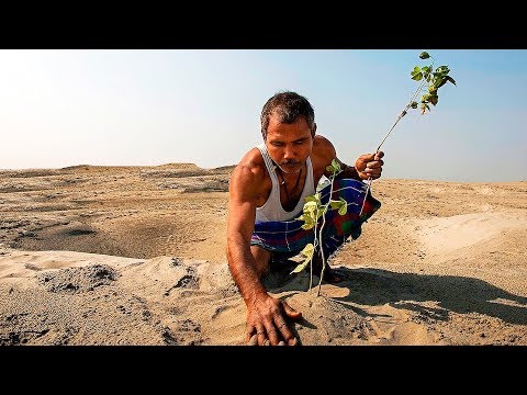 Видео: Индия только что посадила 50 миллионов деревьев за один день - Matador Network