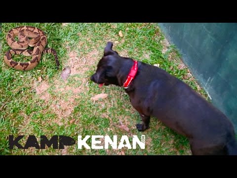 snake reptiles pictures The Bushmaster Snake!