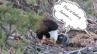 Phoenix has something to say about Dinner at the Smith Rock Eagles Nest