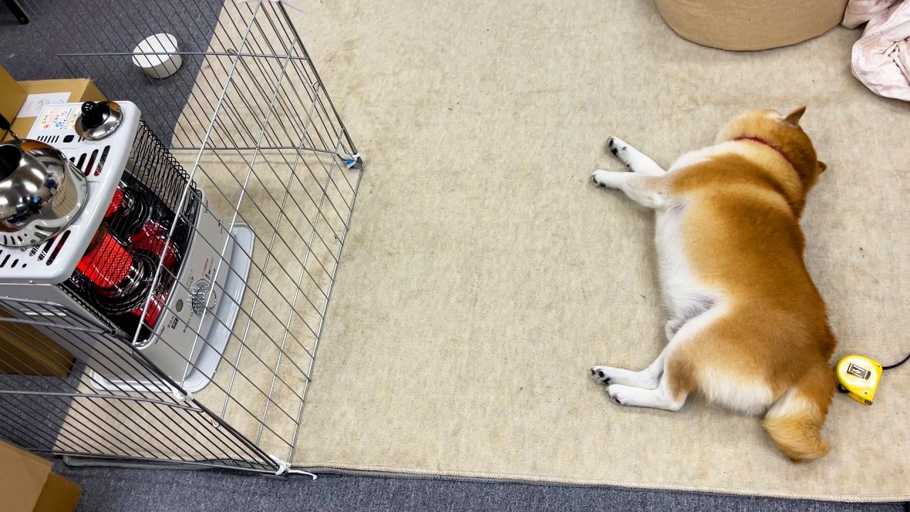 Shibe found the perfect distance from the stove - YouTube