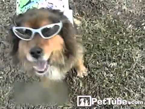 cute cats for sale Summer Dog- PetTube
