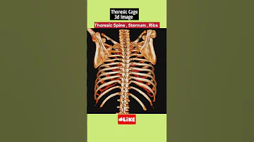 Thoresic Cage Human Anatomy 3D Images #shorts