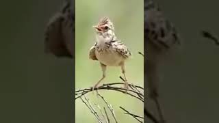 amazing bird branjangan