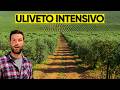 ULIVETO INTENSIVO da 1200 litri/ettaro all'anno: tutorial come farlo