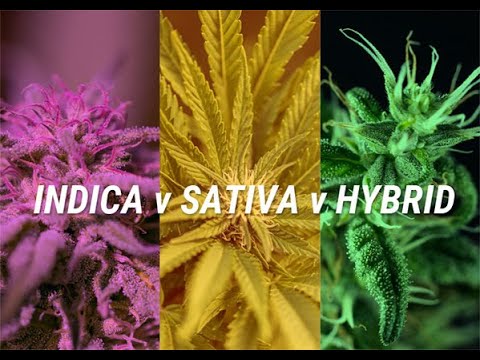 Video: Sativa Vs. Indica Vs. Hybrid: Kart, Forskjellig Bruk, Bivirkninger, Mer