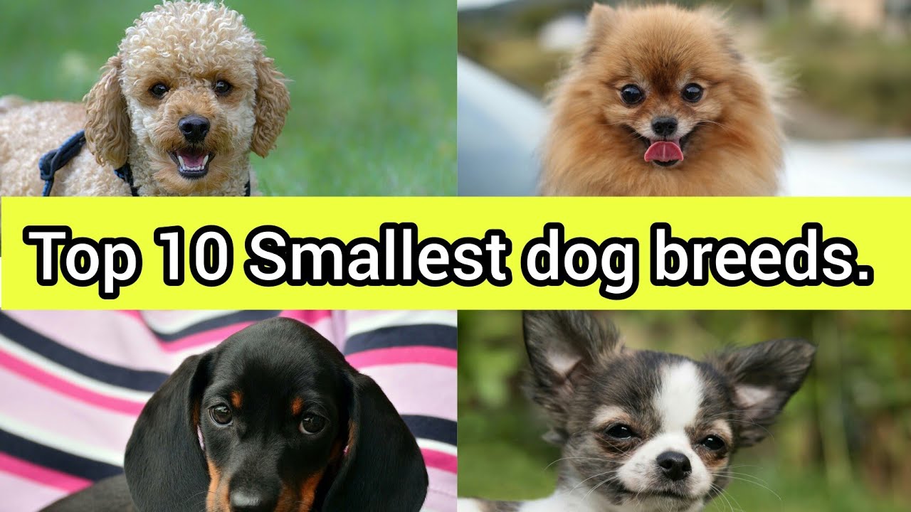 Top 10 Smallest dog breeds in the world. YouTube