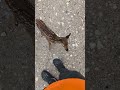 Fawns Are Out in the UP