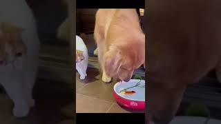 Dog saves a dying fish from cat | Funny cat & dog video #shorts