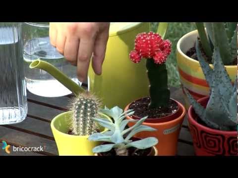 Cuidar cactus y plantas crasas (Brococrack)