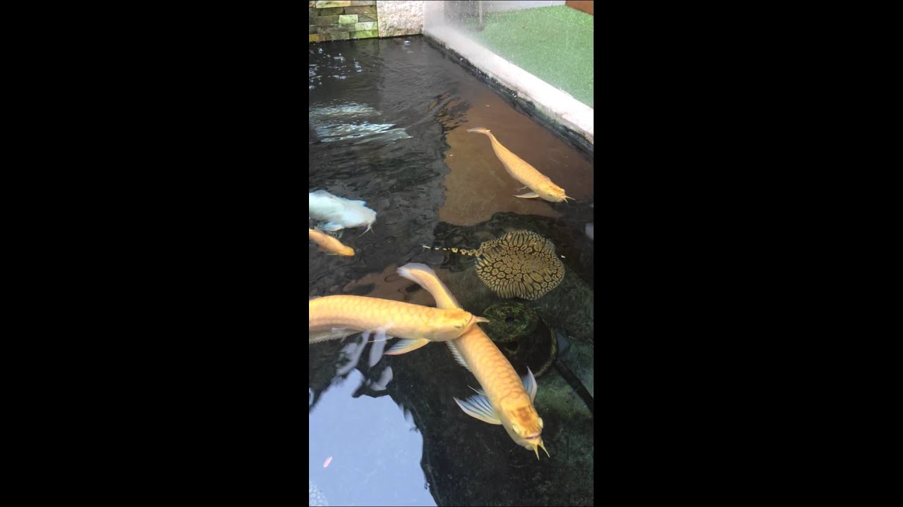 Albino arowana YouTube