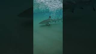 What started as a peaceful ride through crystal-clear water suddenly turned unforgettable. #horse