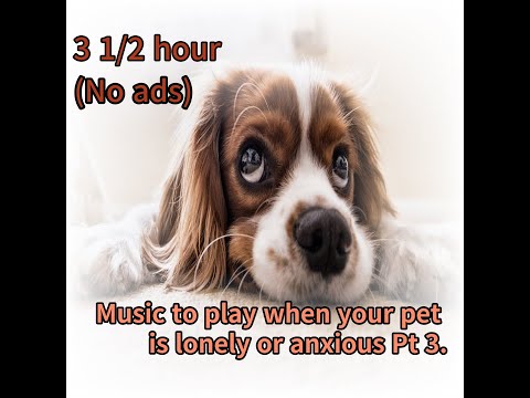 반려동물이 외롭거나 불안할 때 들려주는 음악 Pt 3.  Music to play when your pet is lonely or anxious Pt 3.