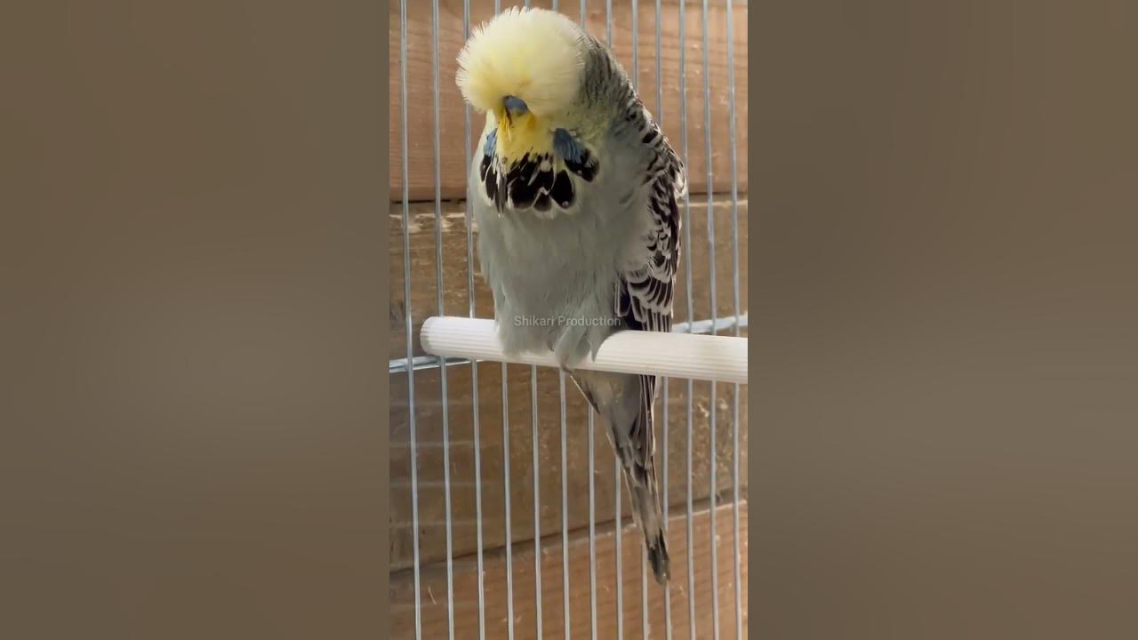 most-beautiful-rare-english-budgerigar-parrot-singing-crimping