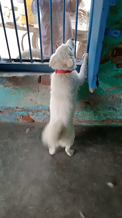 naughty Pomeranian puppy 🥰🥰🥰🥰