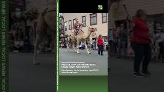 Theatre leader rides camel down Park City Main Street