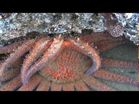 sunflower starfish