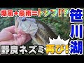 【笹川湖】秋の暴風&豪雨! トップウォーター好調!? バス釣り BASSfishing【片倉ダム】