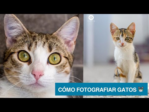 Vídeo: Manul del gat de l'estepa: foto i descripció