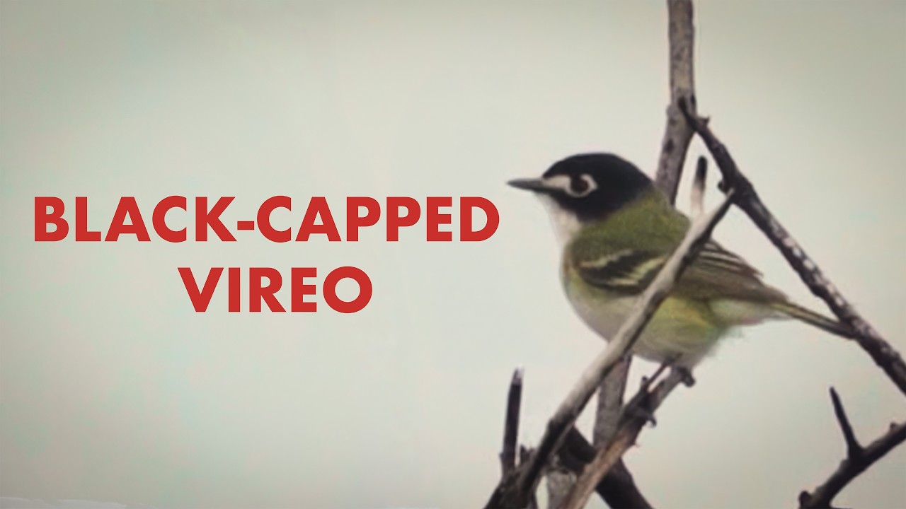 Finding the Black-capped Vireo!