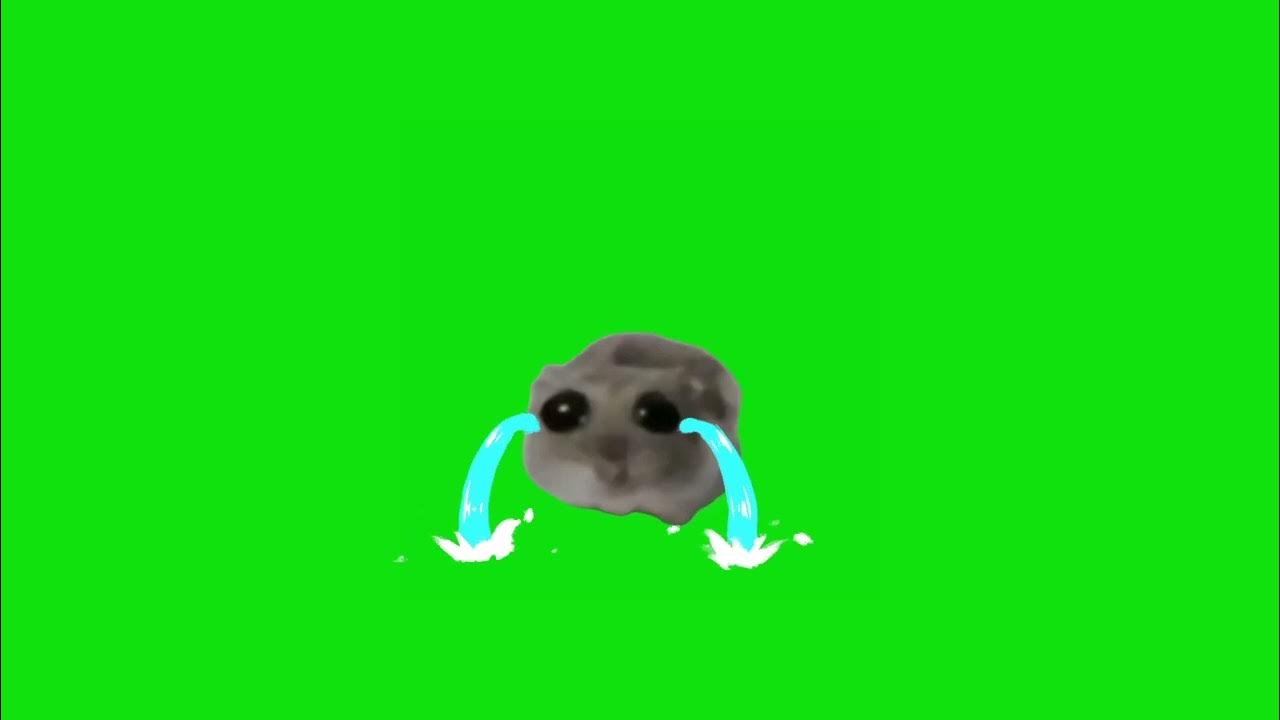 Sad Hamster Crying Meme Green Screen Youtube
