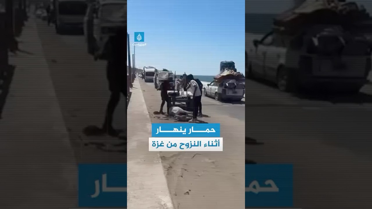 محاولات إسعاف حمار انهار من شدة التعب أثناء النزوح من مدينة #غزة