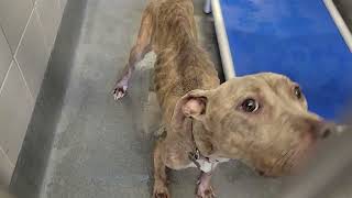 acs A675378