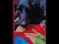It's My Life 😸😸 #trending #shorts #dog