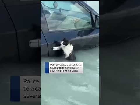 Cat rescued in Dubai flooding
