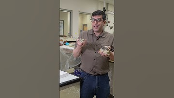 What are Trace Fossils? | Ranger Rick Dinosaurs #fossils #dinosaurs #trex #kidslearning