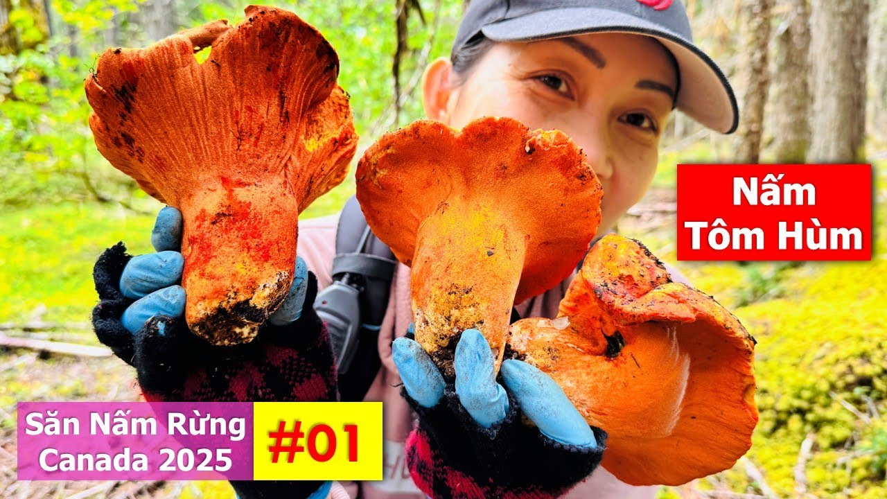 Ngày đầu lên rừng để khám phá, không ngờ lại bội thu nấm TÔM HÙM  🇨🇦2143》 Lobster Mushrooms