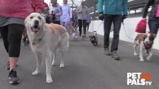 Meet the dogs from Mutt Strut 2018!