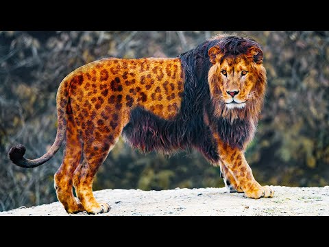 Video: Cuccioli di leopardo in condizioni naturali e in cattività