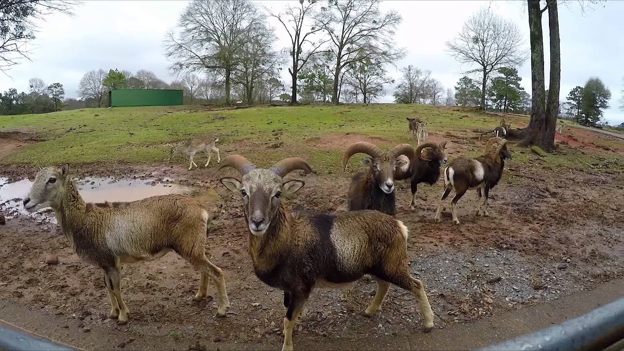 Wild Animal Safari Pine Mountain YouTube