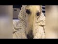 FUNNY BORZOI DOG - VINE COMPILATION の動画、YouTube動画。