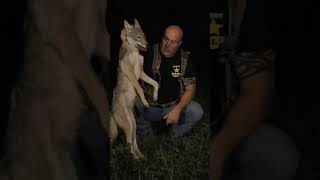 Coyote Hunting - What sounds are working? Hit subscribe to find out.