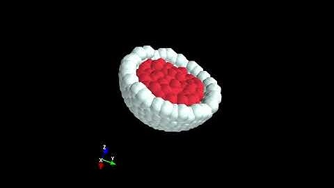 Cell sorting simulation using Swarmalator model