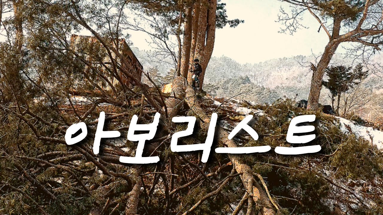 아보리스트 보수교육 및 작업 현장 VLOG / Arborist Training and Work