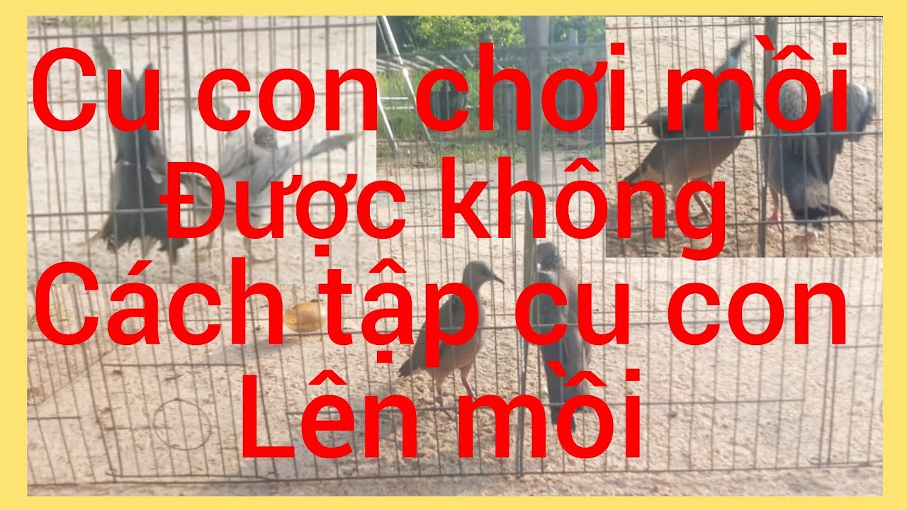 Chim con bao nhiêu tháng tập mồi được, và lên mồi có bể không