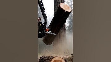 Fantastic Skill! STIHL Chainsaw Felling Big Tree #stihl #chainsaw #felling #bigtree #shorts