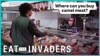 Would You Try Camel Meat? Eat The Invaders Abc Iview