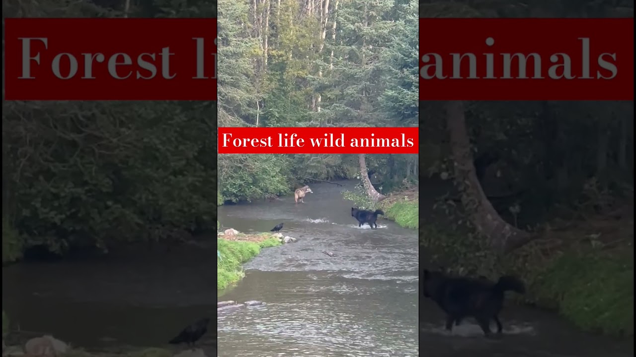 Jungle River Fishing 🐟 | Wild Animals Amazing Hunt | Jungle Life 