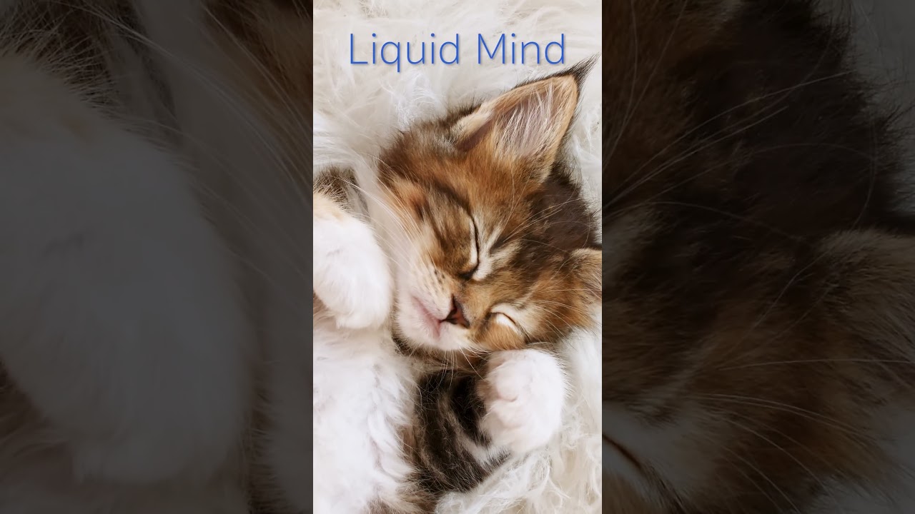 Sweet Dreamzzzzz for Kitty and Humans