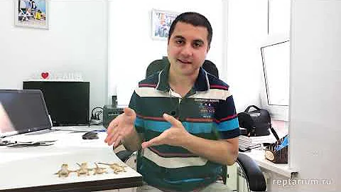 Бородатая агама — Разведение и Малыши