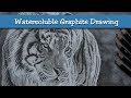 Sumptuous - Water Soluble Graphite Tiger Drawing Timelapse