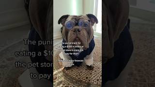 Follow for Financial Advice... from a dog #finance #funnydogs #dogs