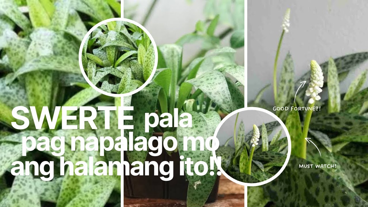 MAKE YOUR FOREVER RICH BLOOM FOR GOOD FORTUNE?!